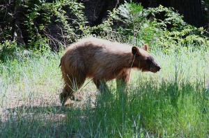 Young Bear Yosemite- from Flickr Photo stream: StartAgain